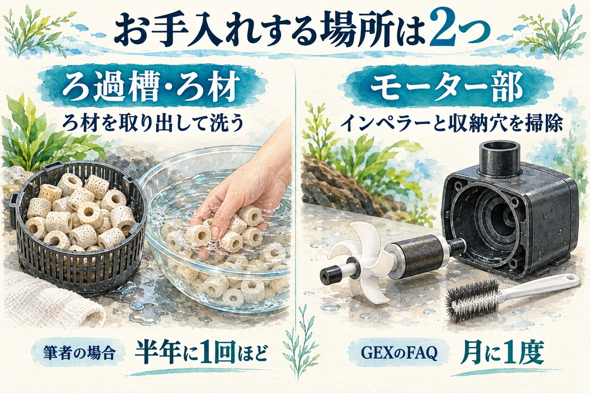 お手入れする場所は2つ。ろ過槽・ろ材は取り出して洗い、筆者の場合は半年に1回ほど。モーター部はインペラーと収納穴を掃除し、GEXの異音に関するFAQでは月に1度と案内されています。
