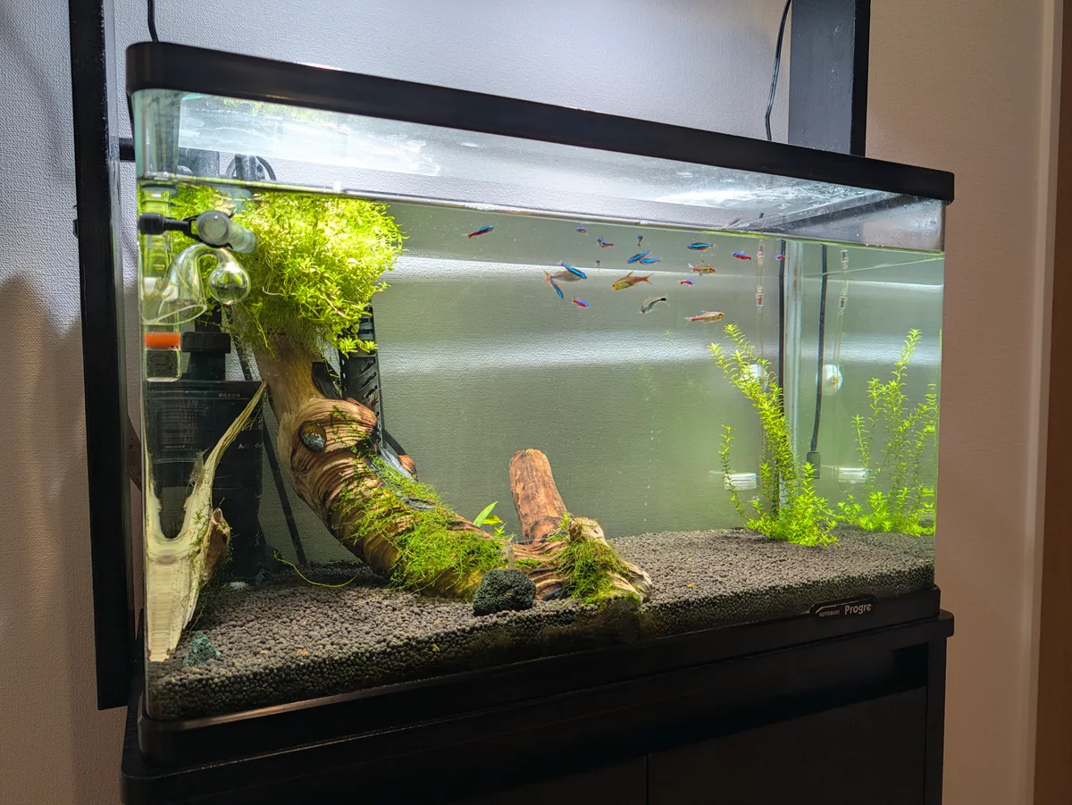 筆者の熱帯魚水槽。水草と流木を配置した水槽を正面から撮影